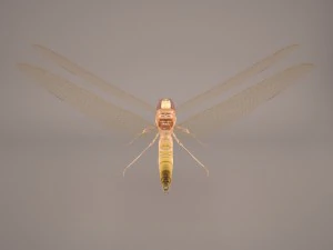 dragonfly 3D Model
