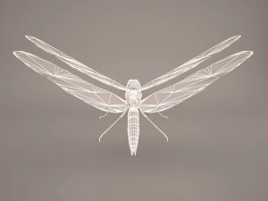 dragonfly 3D Model