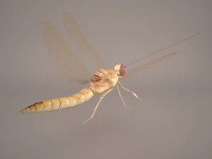 dragonfly 3D Model