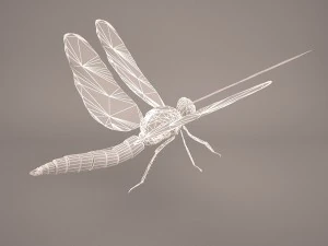 dragonfly 3D Model