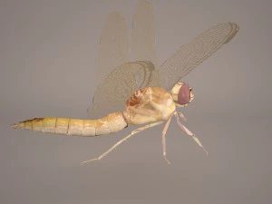 dragonfly 3D Model