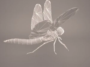 dragonfly 3D Model
