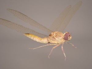 dragonfly 3D Модель