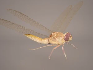 dragonfly 3D Model