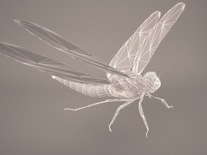 dragonfly 3D Модель
