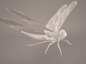 dragonfly 3D Model
