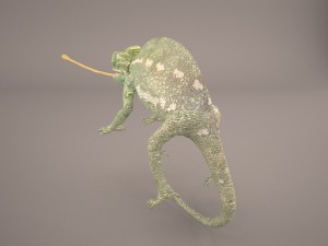 chameleon 3D Model