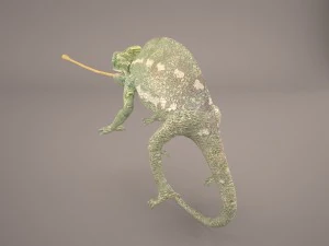 chameleon 3D Model