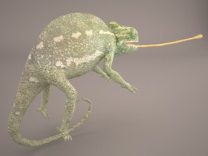 chameleon 3D Model