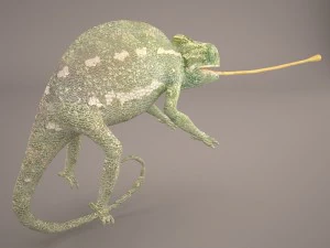 chameleon 3D Model