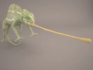 chameleon 3D Model