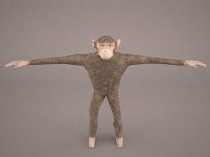 chimpanzee Model 3D