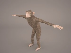 chimpanzee 3D Model