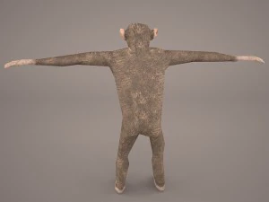 chimpanzee 3D Model