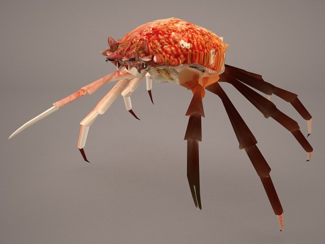 tasmanian giant crab 3D-Modell .c4d .max .obj .3ds .fbx .stl .blend 