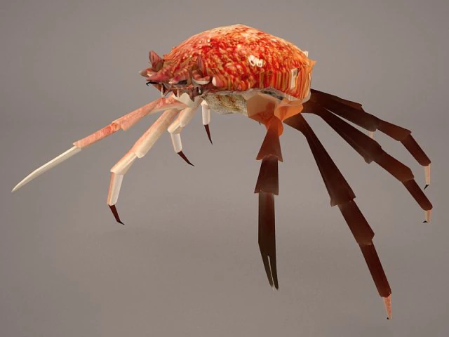 तस्मानियाई विशाल केकड़ा 3D मॉडल .c4d .max .obj .3ds .fbx .stl .blend