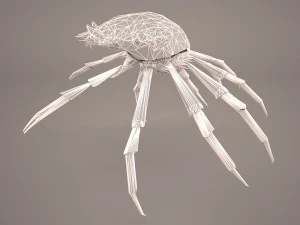 तस्मानियाई विशाल केकड़ा 3D मॉडल