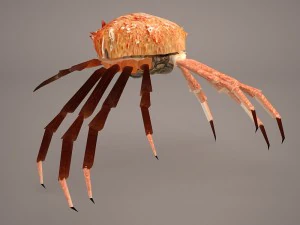 तस्मानियाई विशाल केकड़ा 3D मॉडल