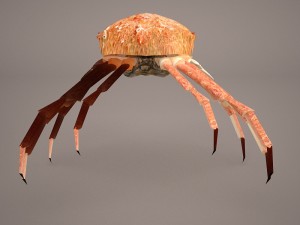 tasmanian giant crab 3D-Modell
