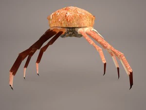 तस्मानियाई विशाल केकड़ा 3D मॉडल