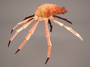 tasmanian giant crab 3D-Modell