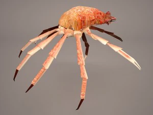 तस्मानियाई विशाल केकड़ा 3D मॉडल