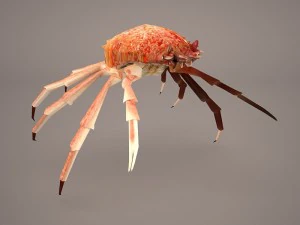 तस्मानियाई विशाल केकड़ा 3D मॉडल