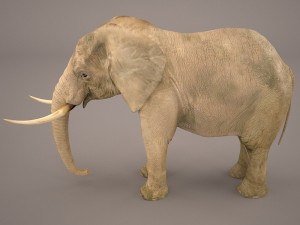 elephant 3D Model