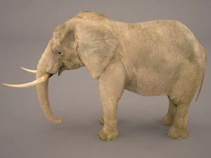 слон 3D Модель