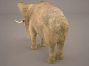 слон 3D Модель