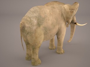 elephant 3D Model