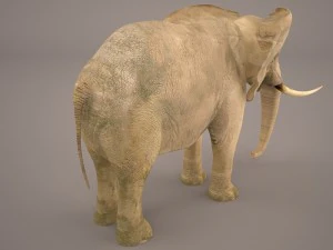 слон 3D Модель