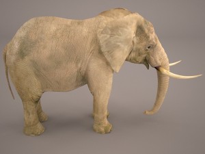 elephant 3D Model