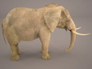 слон 3D Модель