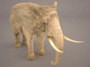 слон 3D Модель