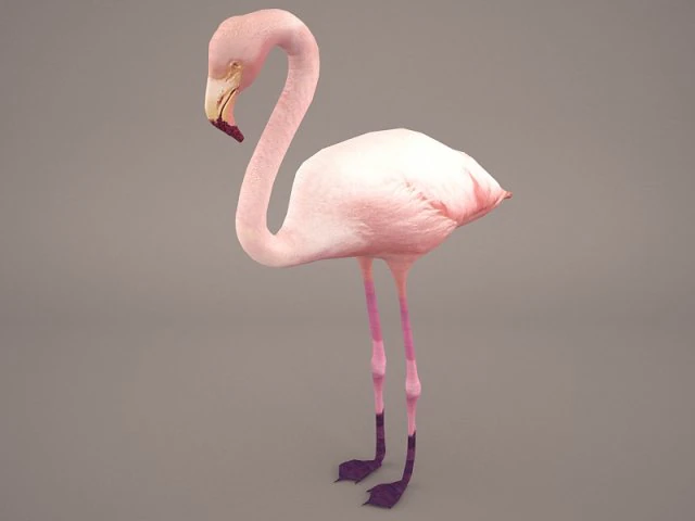 phoenicopterus roseus greater flamingo 3D Model .c4d .max .obj .3ds .fbx .stl .blend 