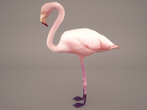 phoenicopterus roseus greater flamingo Modèle 3D
