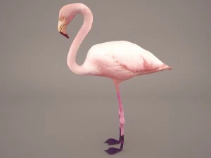 phoenicopterus roseus greater flamingo 3D Model