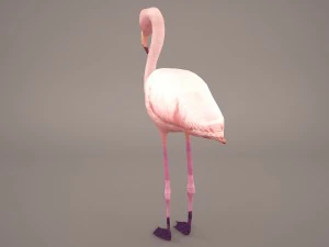 phoenicopterus roseus greater flamingo 3D Model