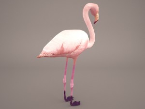 phoenicopterus roseus greater flamingo Modèle 3D