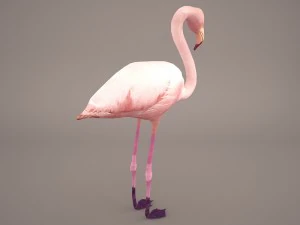 phoenicopterus roseus greater flamingo 3D Model