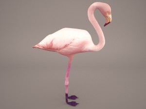 phoenicopterus roseus greater flamingo Modèle 3D