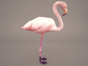 phoenicopterus roseus greater flamingo 3D Model