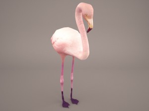phoenicopterus roseus greater flamingo Modèle 3D