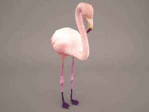 phoenicopterus roseus greater flamingo 3D Model