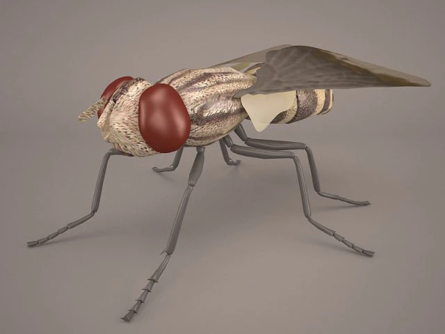 musca domestica 3D Model .c4d .max .obj .3ds .fbx .stl .blend 