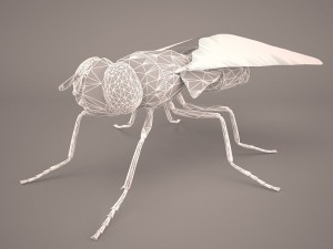 musca domestica Model 3D