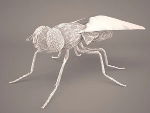 musca domestica 3D Model