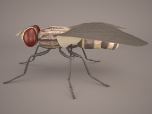 musca domestica Model 3D