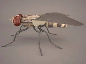 musca domestica 3D Model